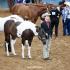 Tennessee Paint Horse Club Fall Colors